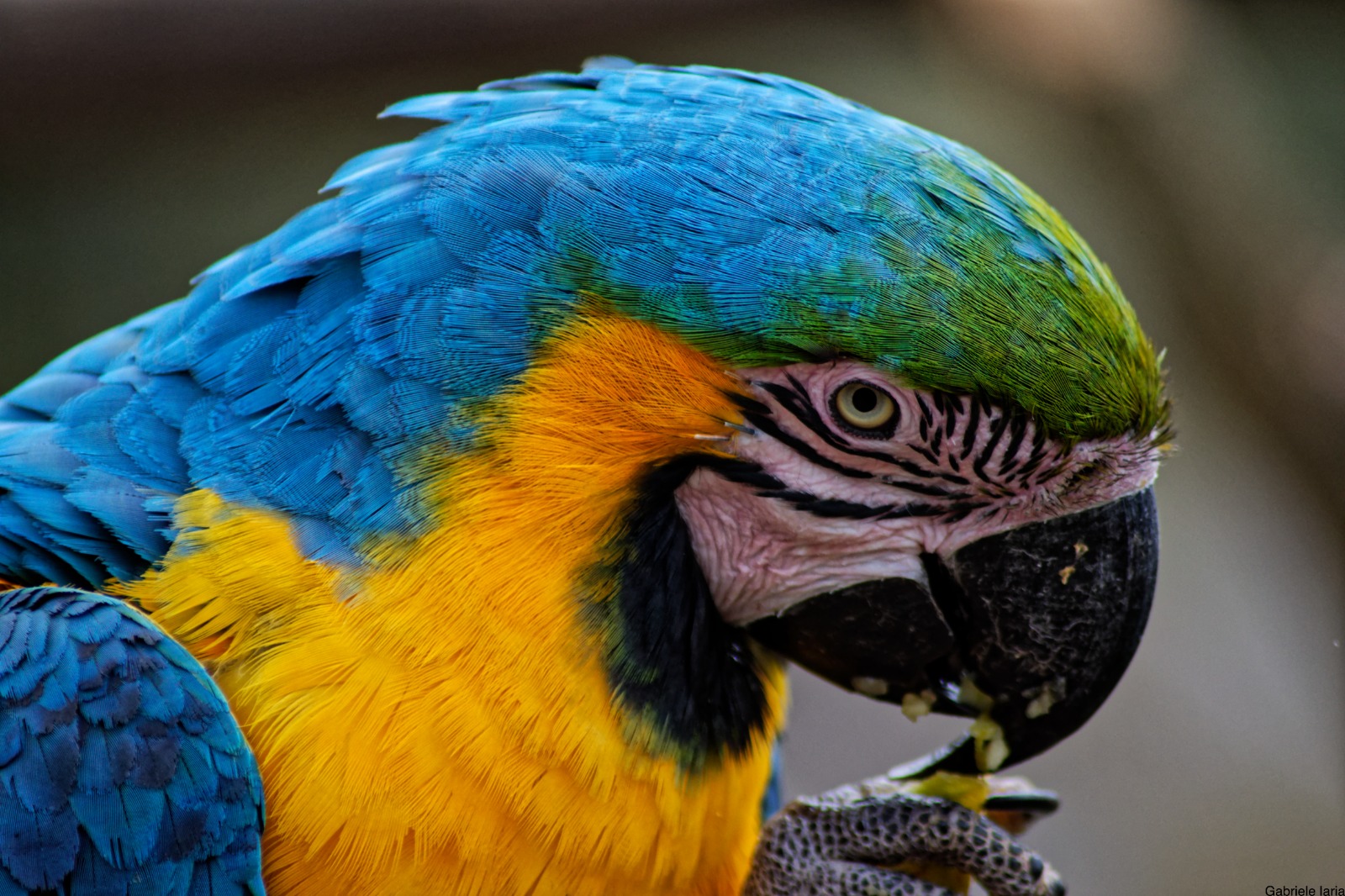 Animaux